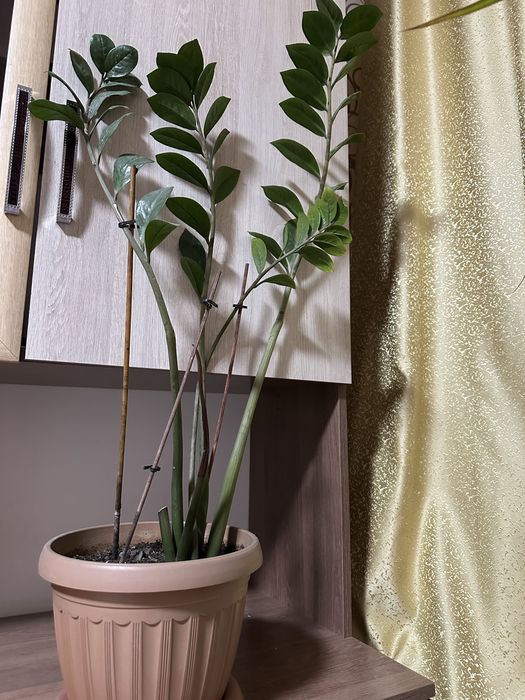 Продам долларовое дерево