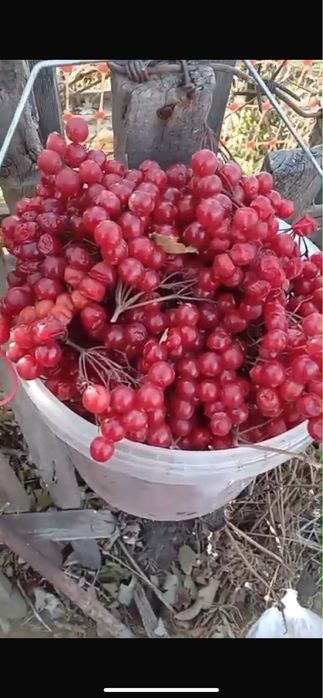 продам калину дачнаю