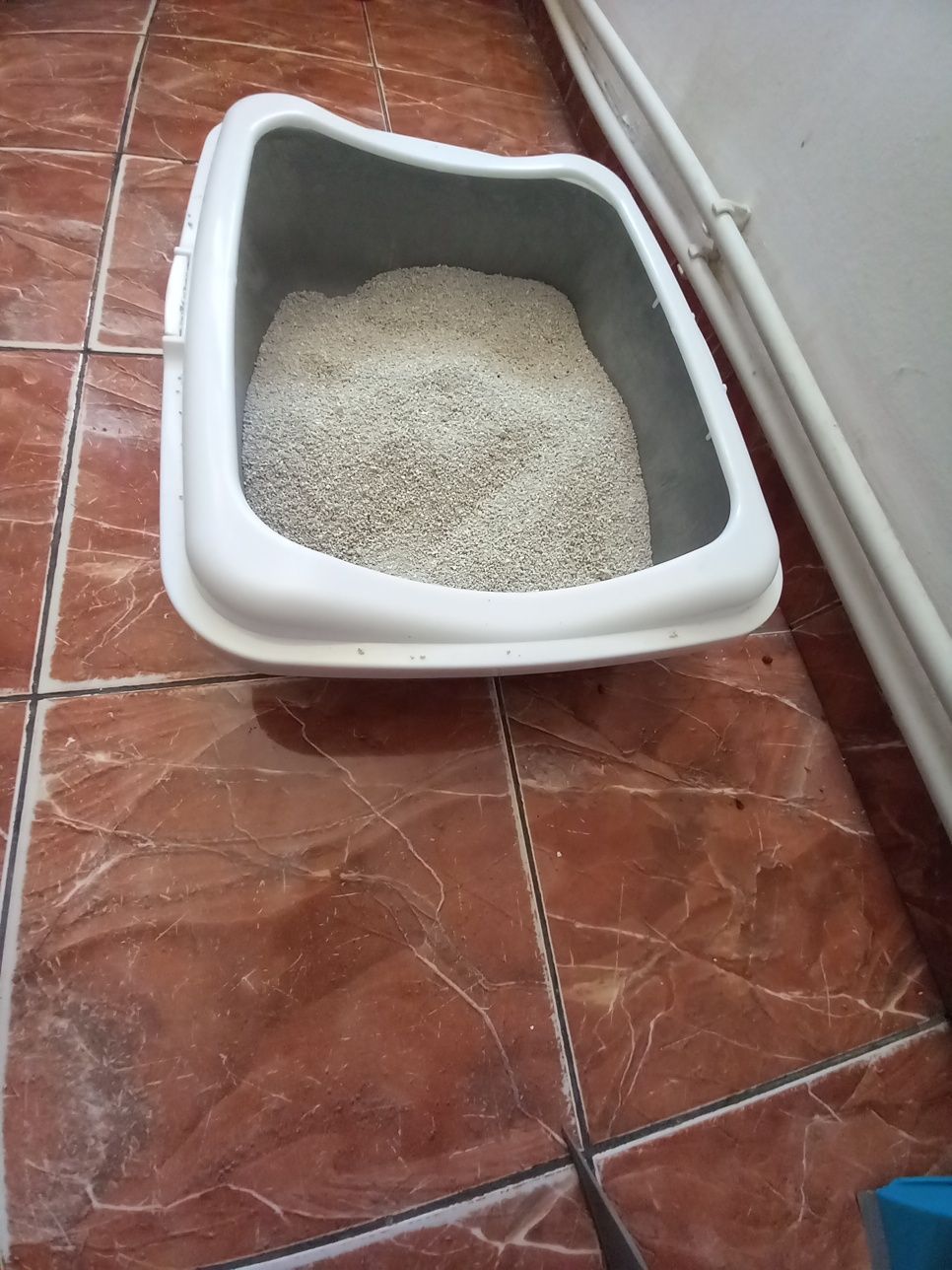 Donez pisica Urgent.