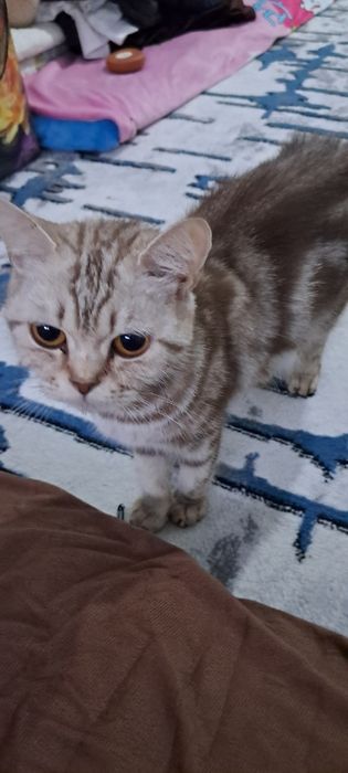 Зотдор мушук:  "скотиш страйт" исми Алиса