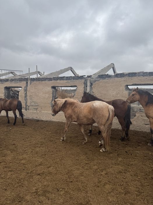 Продам кобылу 5 лет яловую и тайчик 1,5 годовалы 2