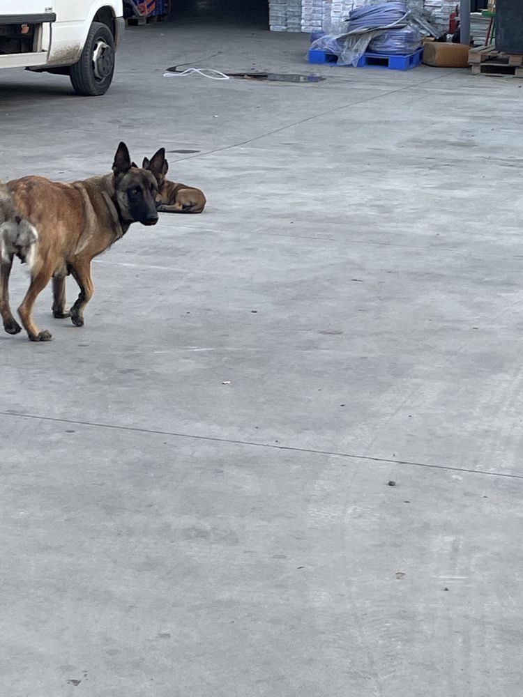 Ciobanesc Malinois Belgian