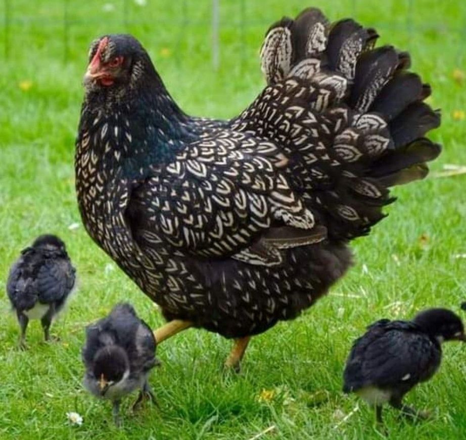 Ouă Proaspete & Naturale de la Găini