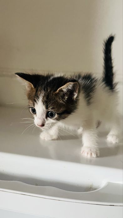 Котенки домашнык