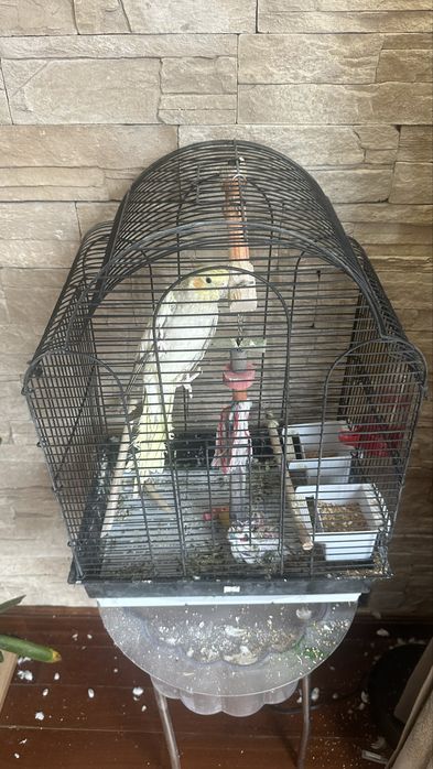 Подарявам мъжки папагал