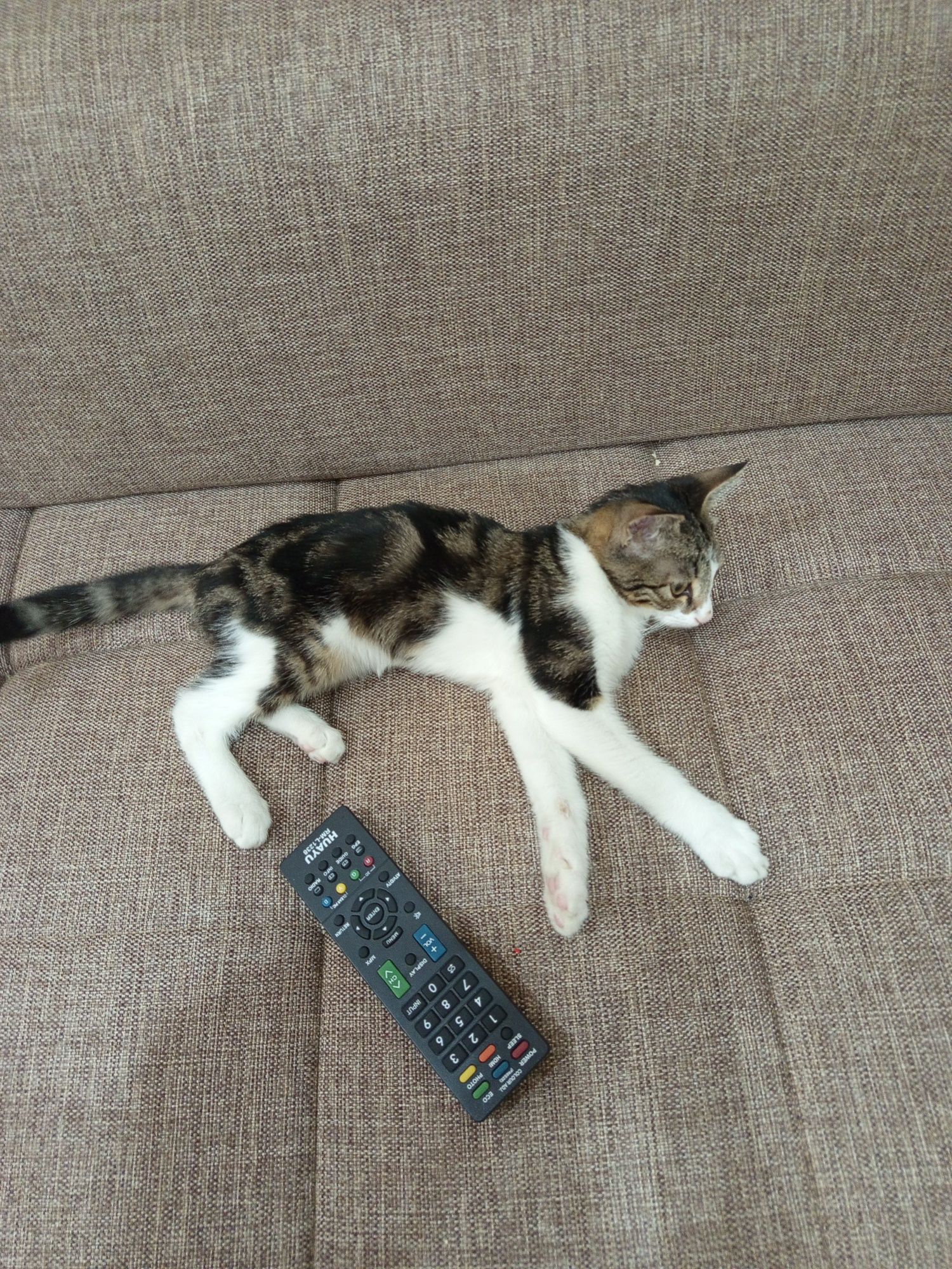 Отдам котенка в хорошие руки