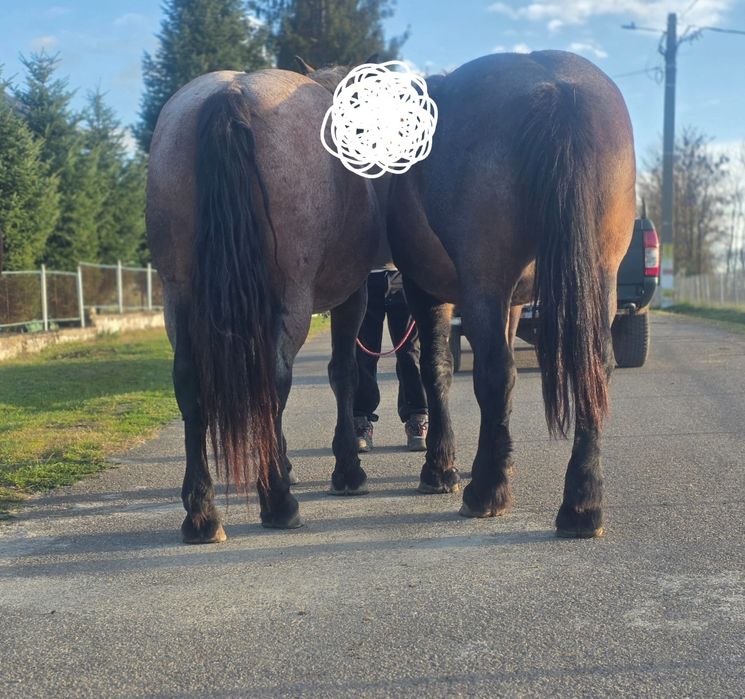 Vând două iepe semigrele