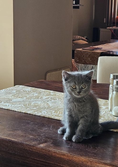 Късокосместо британче