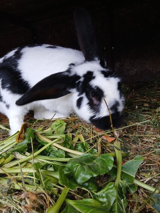 Vand iepuri crescuti de casa 200ron bucata
