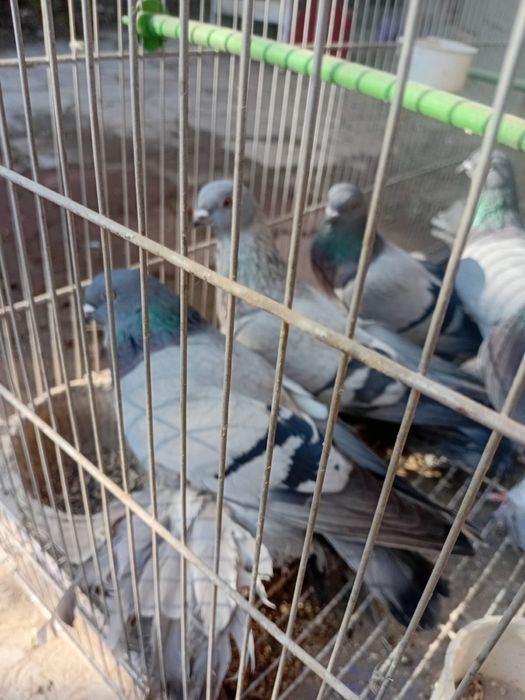 Кептер Голубы оптом продается Сизи парода