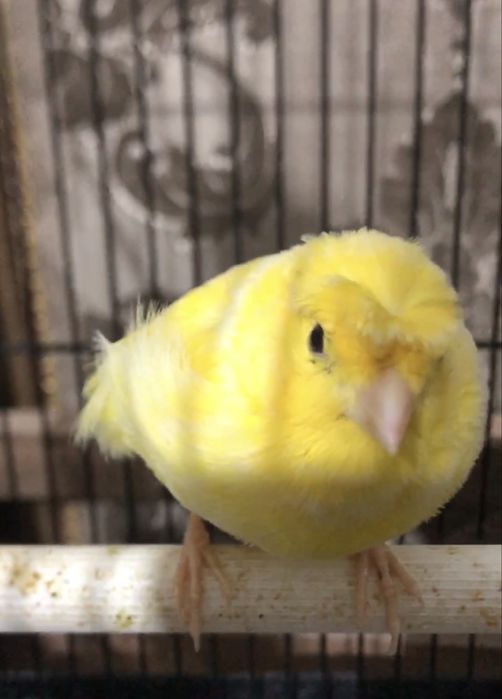 kanareyka syroqga kirgan moda