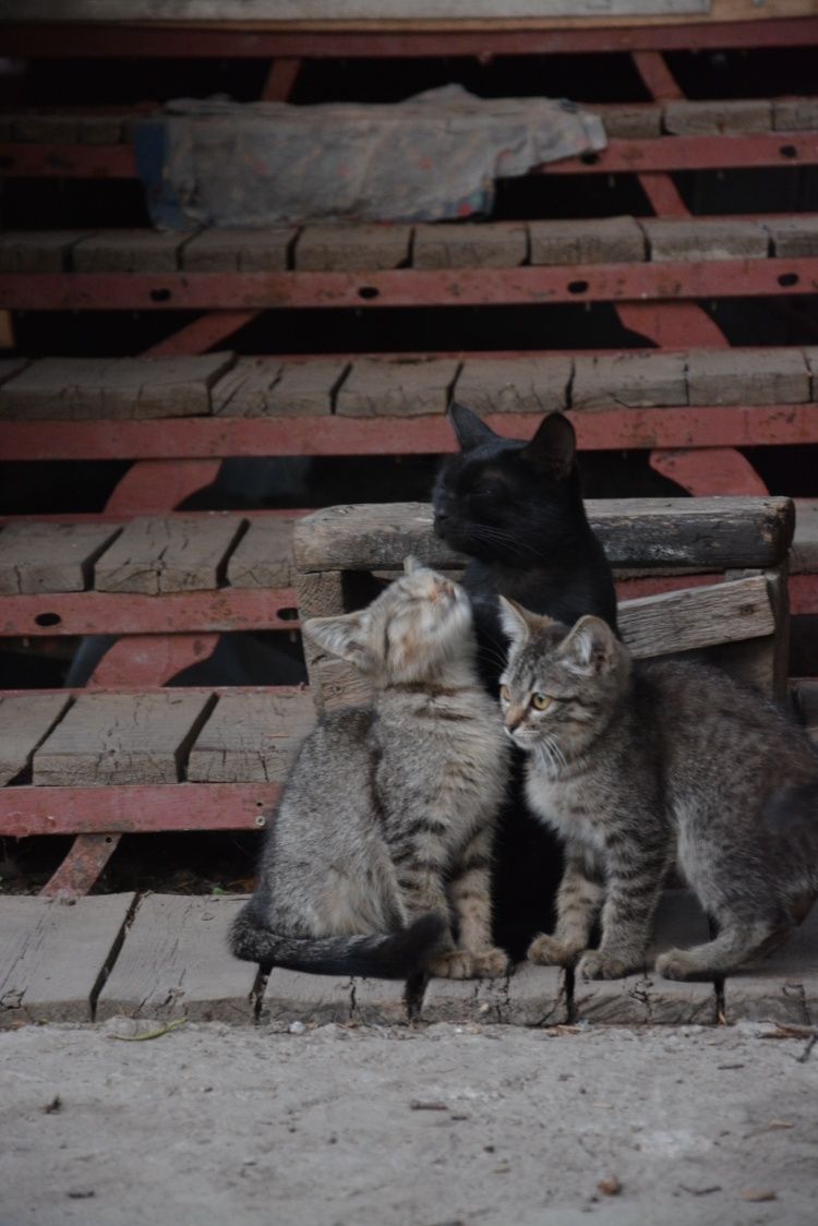 Котята в дар  игривые Мысык