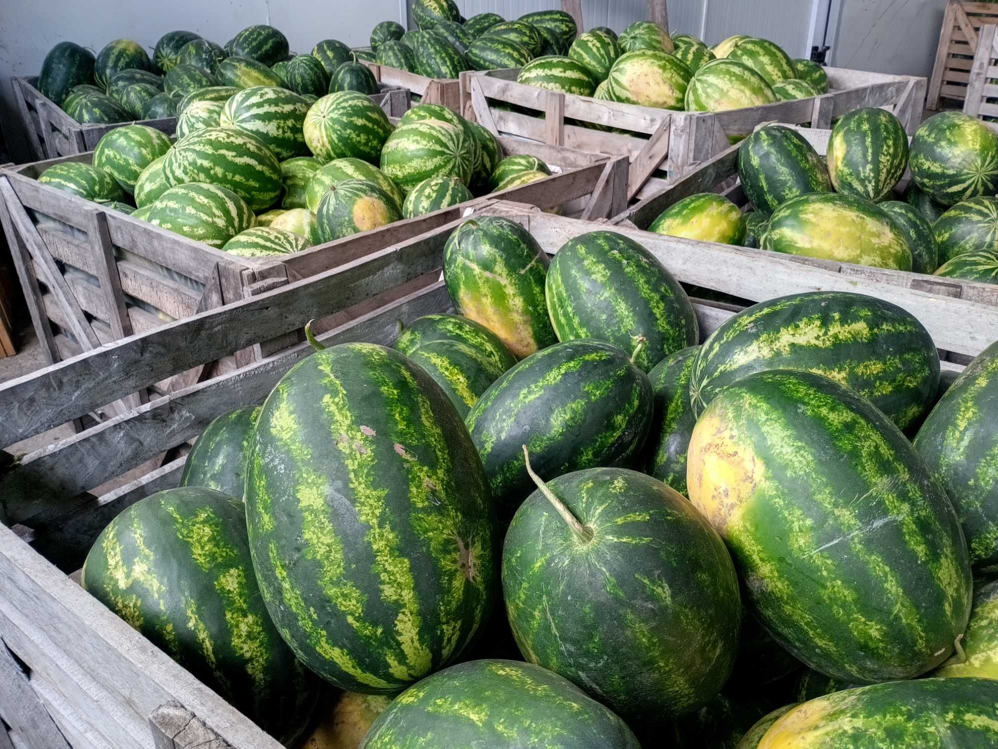 Производител на диня и пъпеш