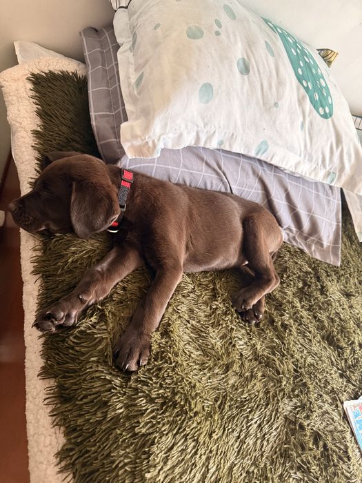 Vand Labrator retriever Ciocolatiu