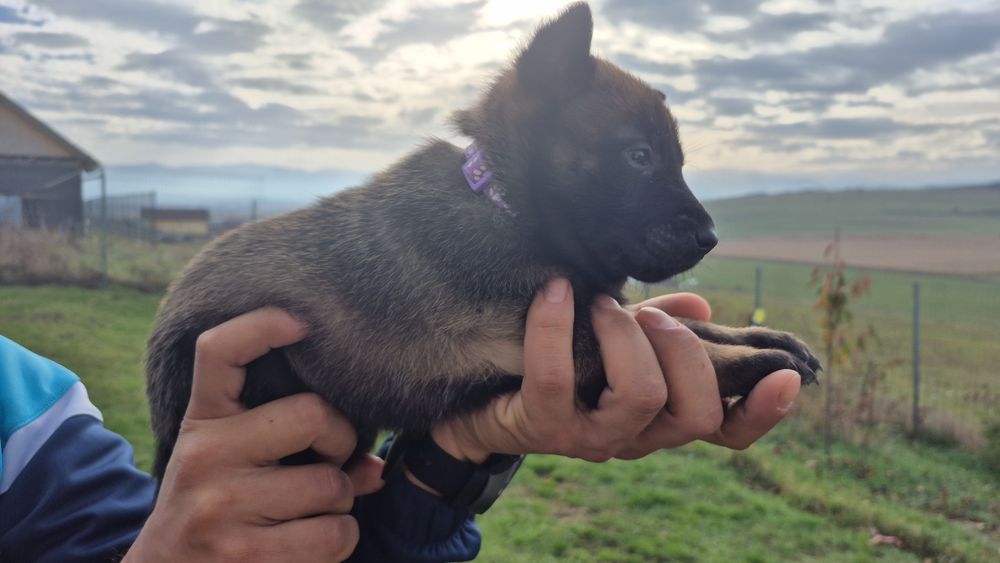 Femela ciobanesc belgian malinois pedigree