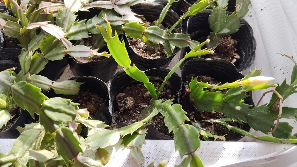 Микс цветя мушкато сакъз каланхое алое и др