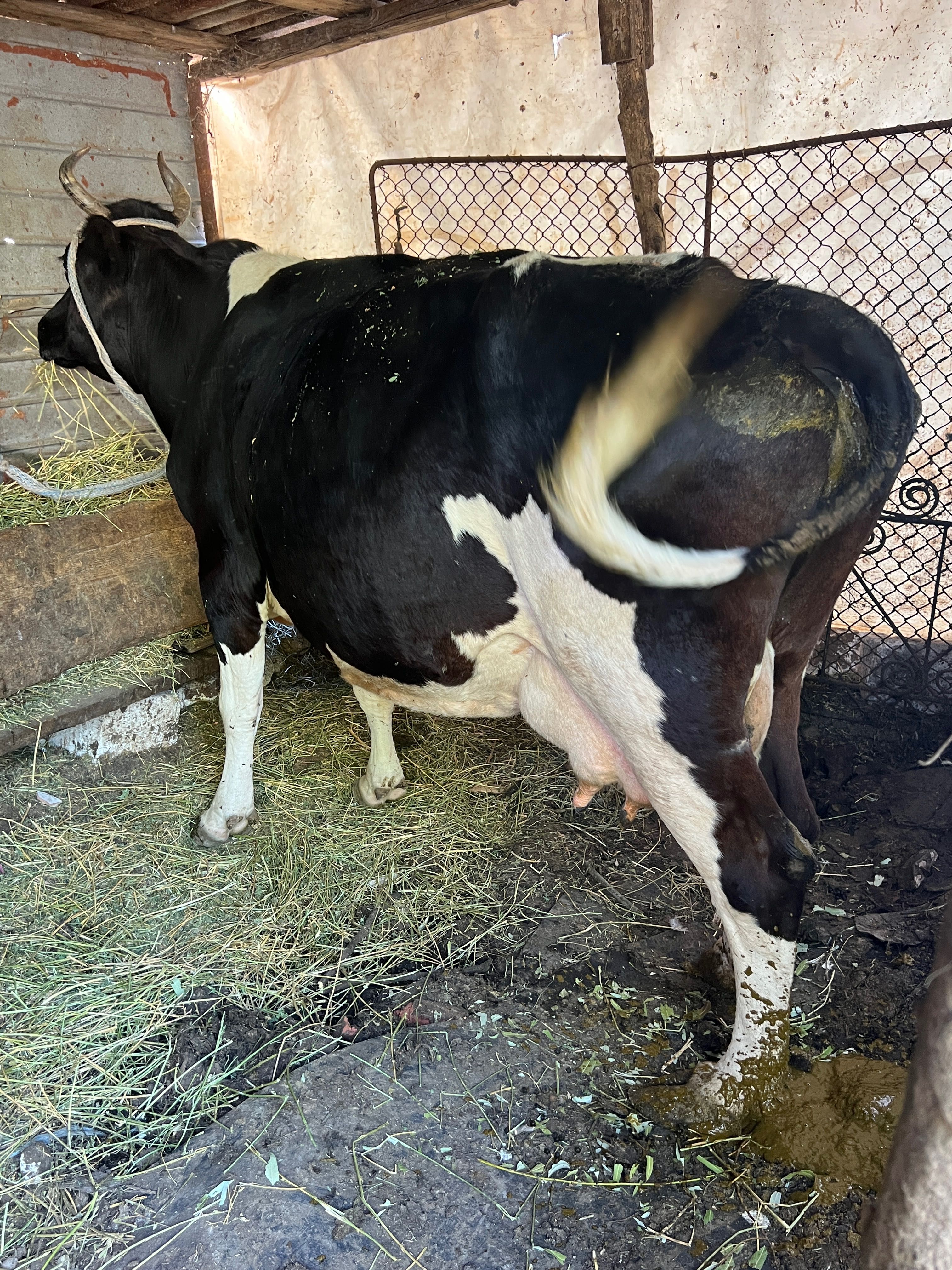 Vând vaca de lapte