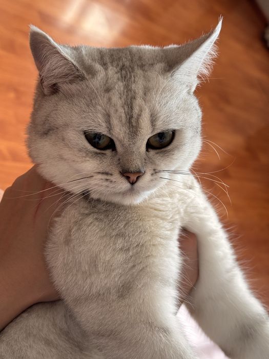 кот в добрые руки