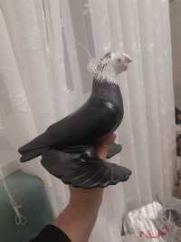 керамические голуби
