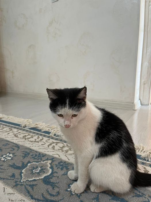 Еркек мысык таза