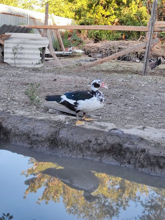 Срочно продам утки оптом