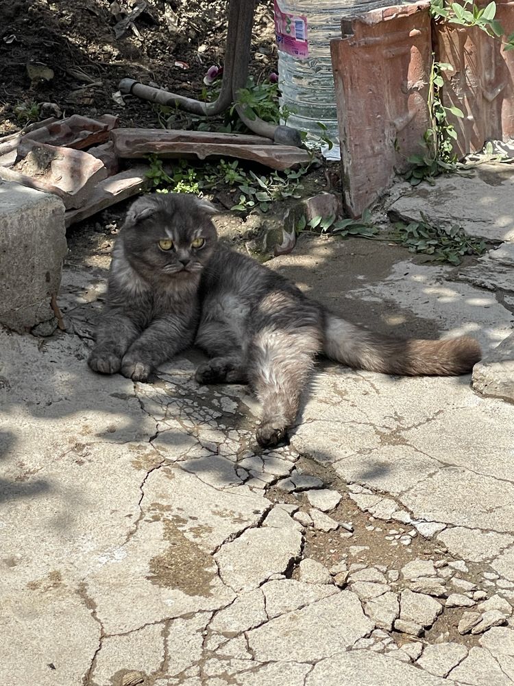 Scottish Fold котка
