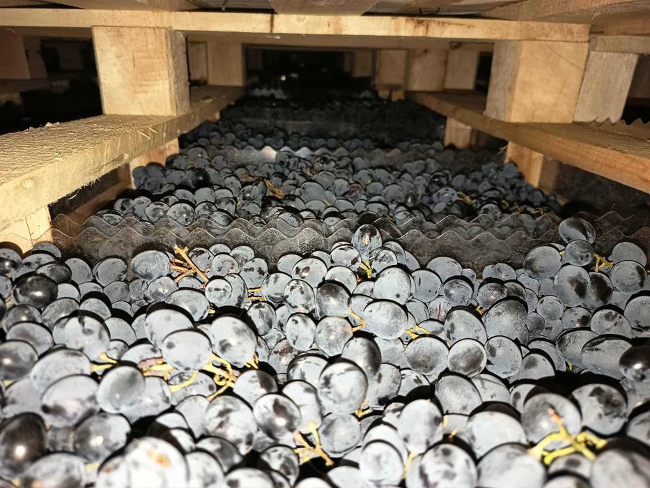 Struguri de masa Moldova