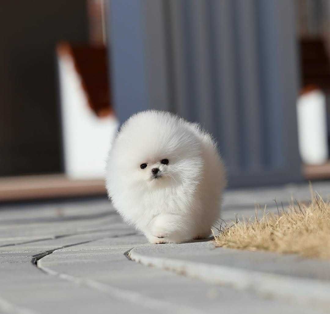 Мини мини померан