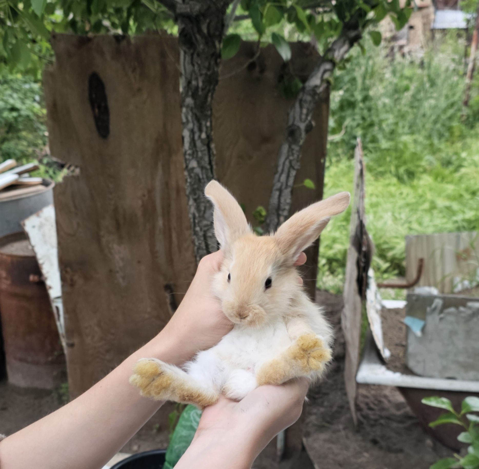 Продаются крольчата месячные породы Фландер