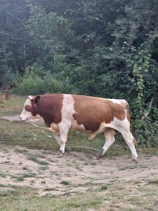 Taure de vanzare..