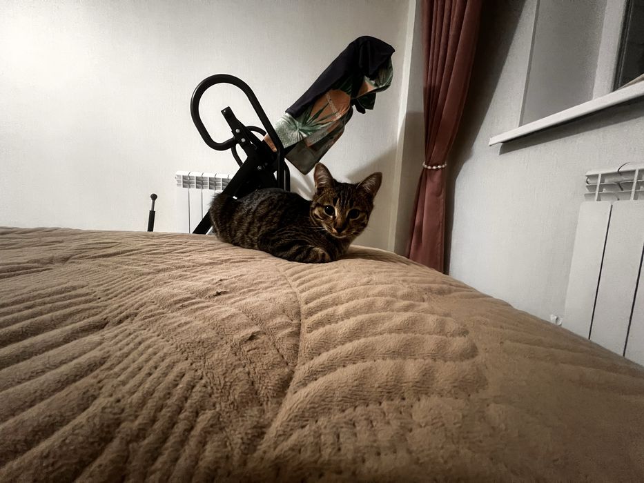 Отдам в добрые руки