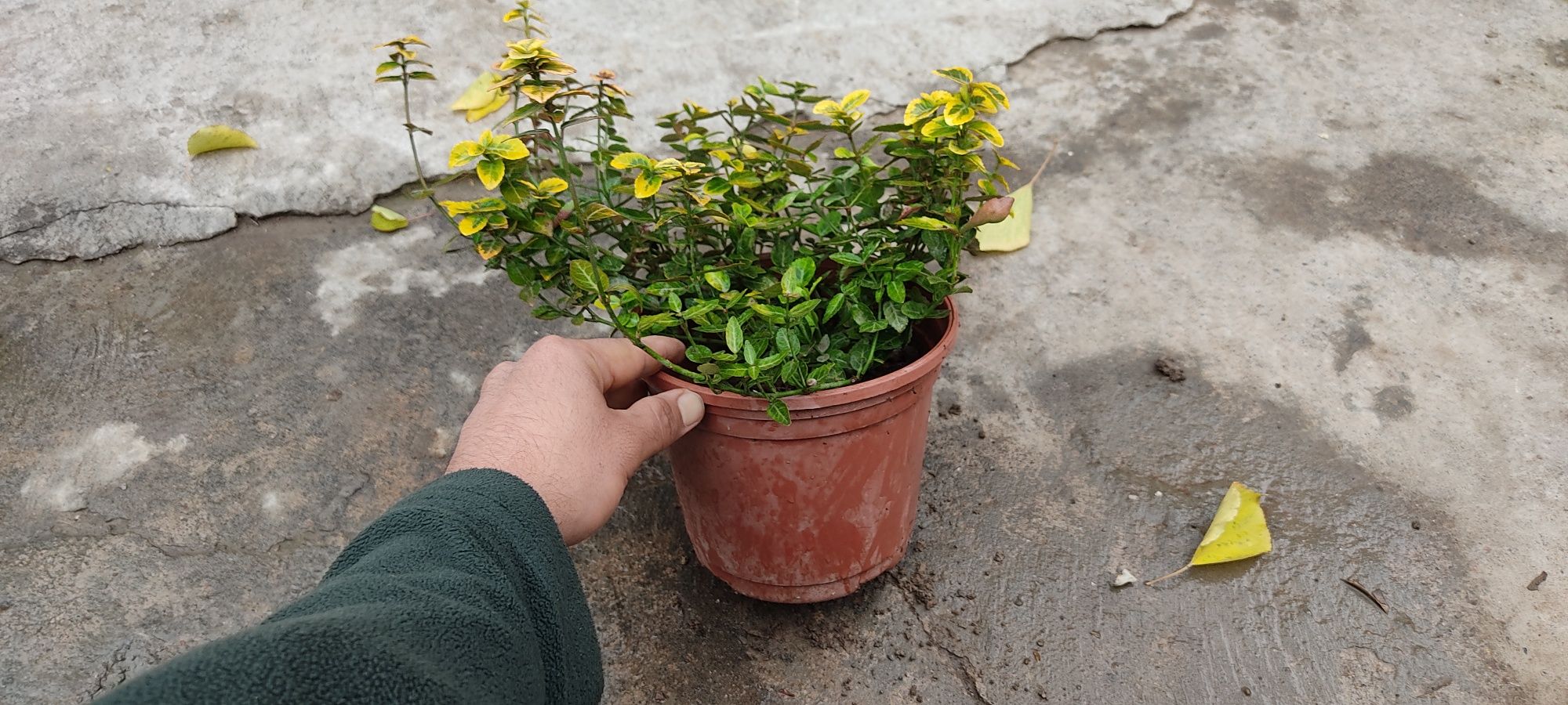 Бересклет форчуна 3л горшок