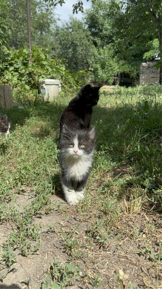 Два ласковых котёнка ищут дом