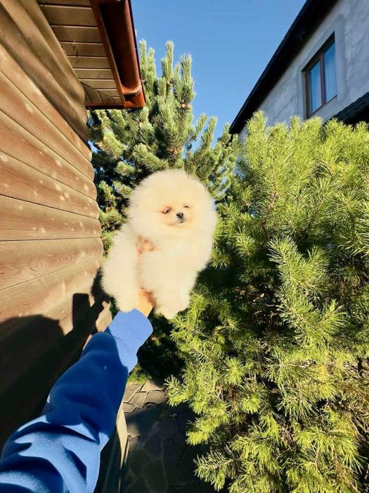 Pomeranian Spitz mini