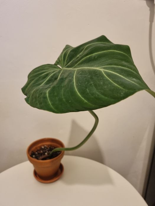Philodendron gloriosum