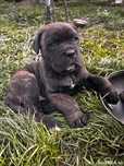 catelus Cane Corso