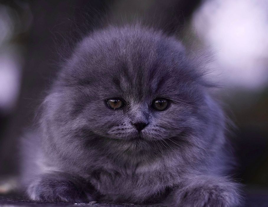 Scottish fold  de calitate.