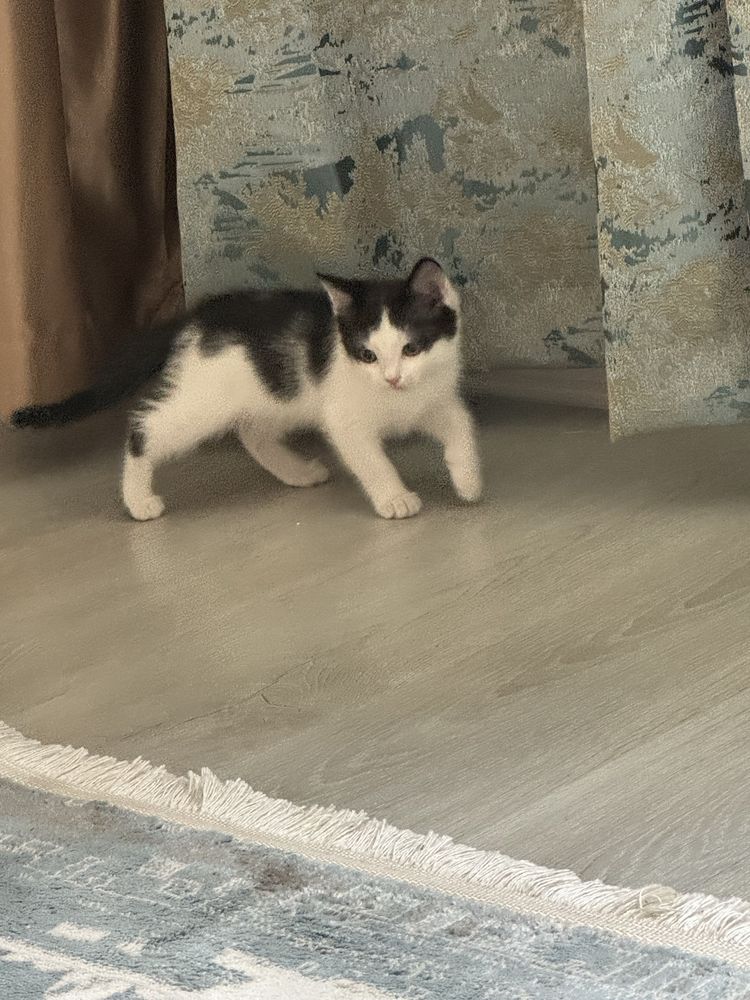 Котёнок, отдам даром