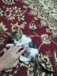 Котёнок 1,5 месяца