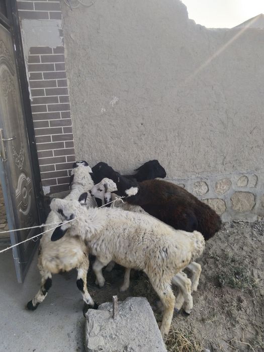 Qòchqor barralar sotiladi