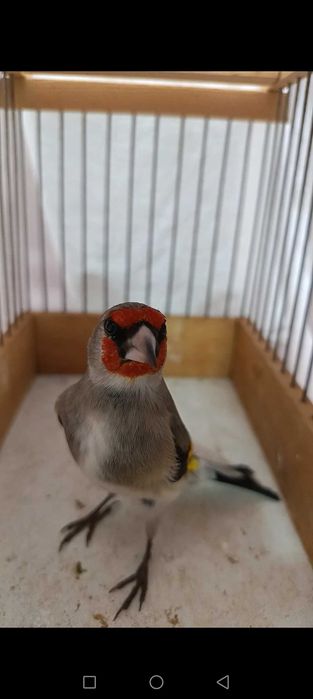 soTiladi norchi yengi qushla