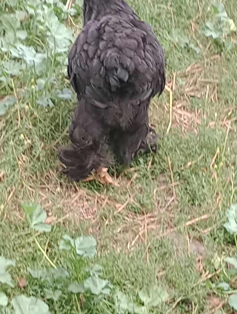 Cocoș metis brahma