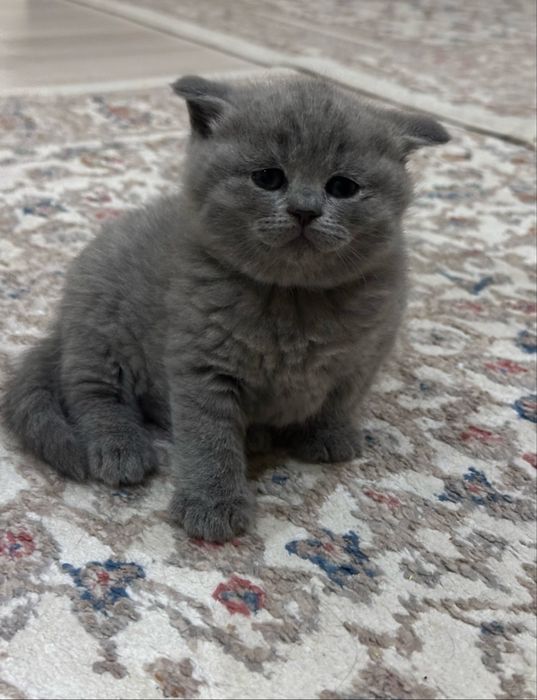Плюшевые британские котята