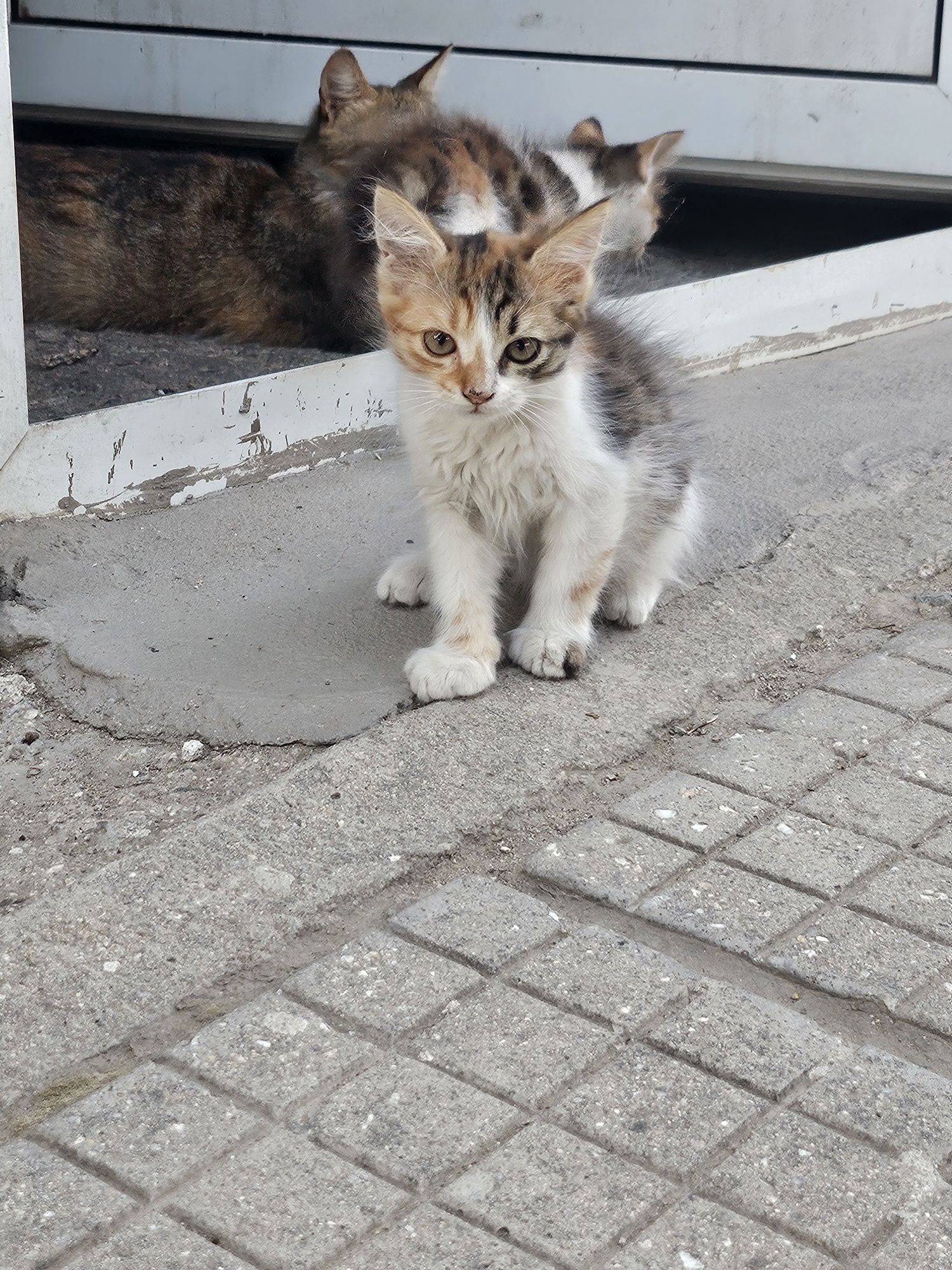 Подарявам котенца