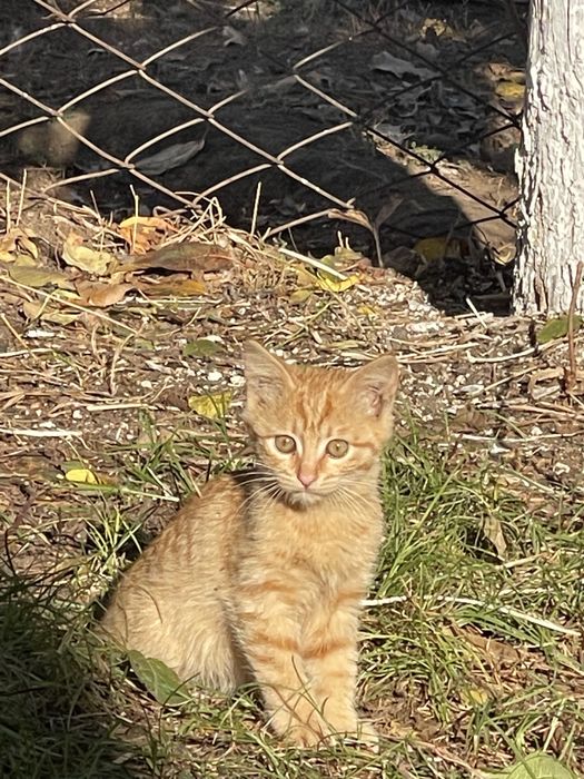 Отдам котенка в добрые руки