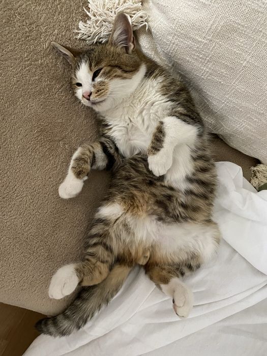 Motanel pentru adoptie responsabila