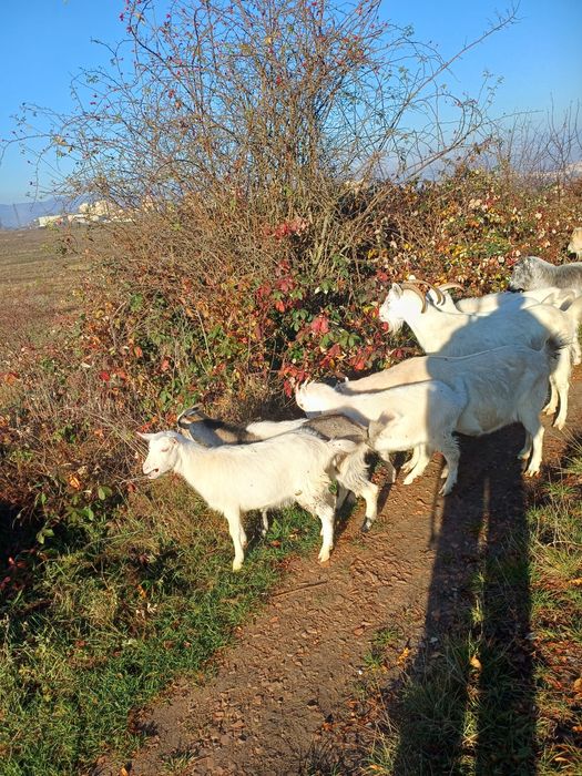 Vand 7 capre un tap si 7 iezi