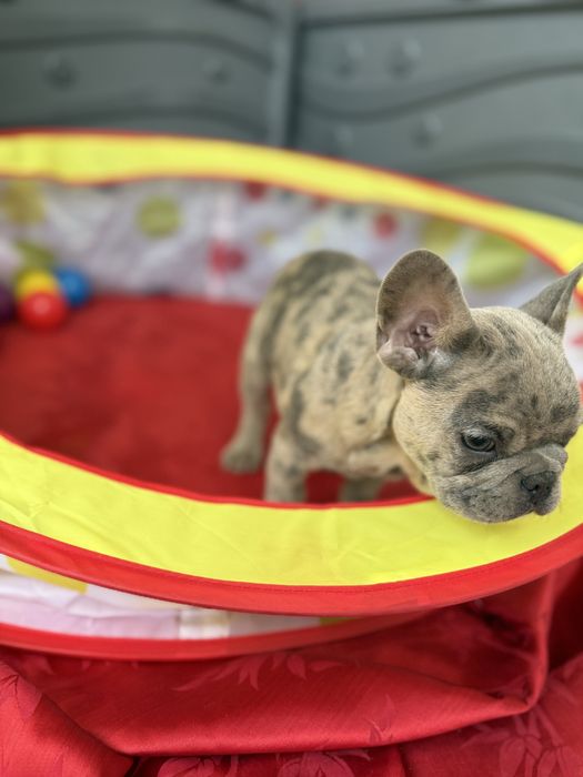 Bulldog Francez Merle 3 luni