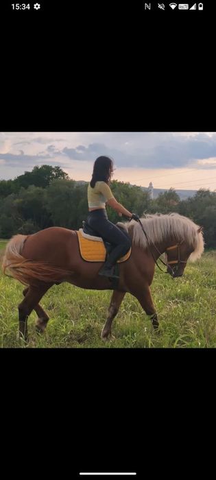 Armăsar blond de vânzare