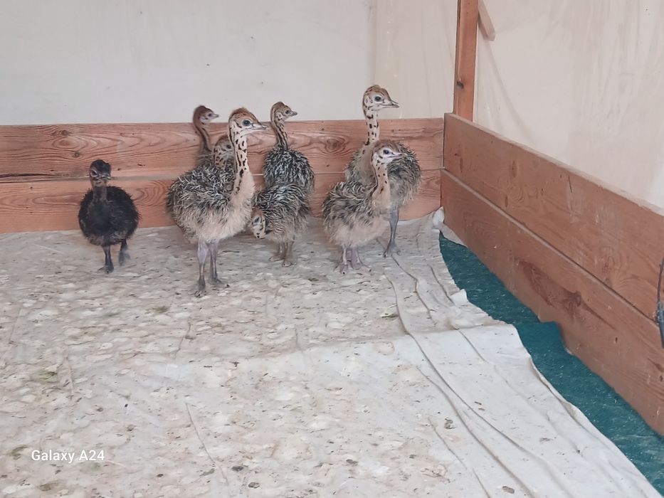 Туякуш жожалари сотилади.